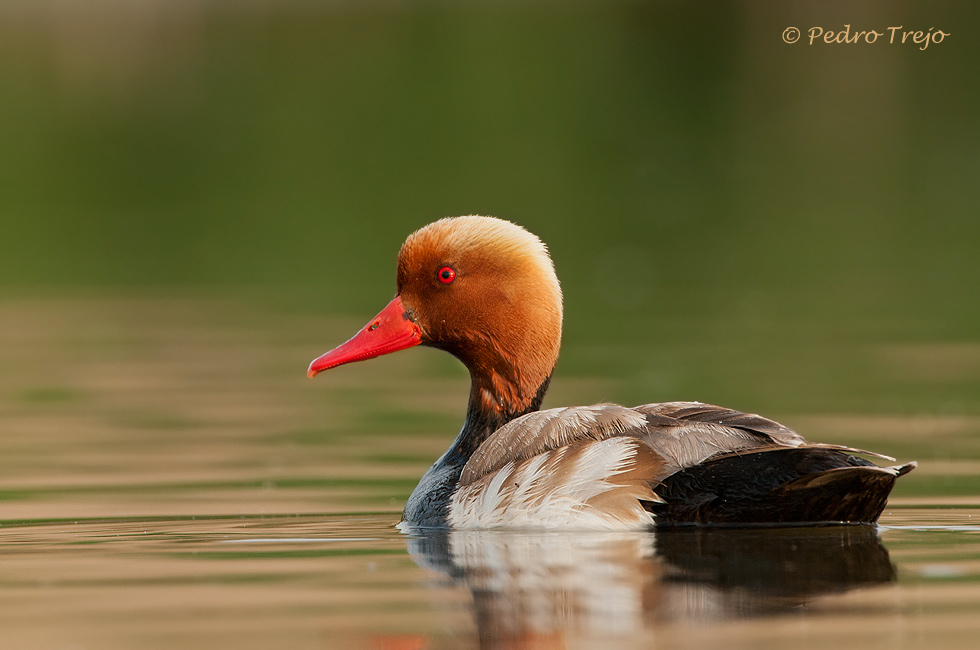 Pato colorado (Netta rufina)